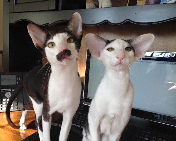 These Cats Look Like Dobby from “Harry Potter”