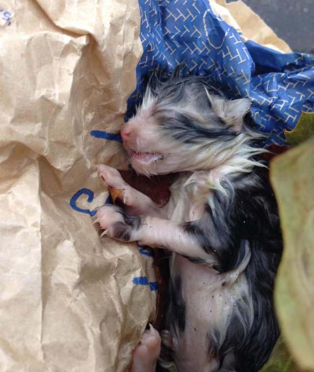 Newborn Kitten Found in the Cold and Rain Turned Around by Love