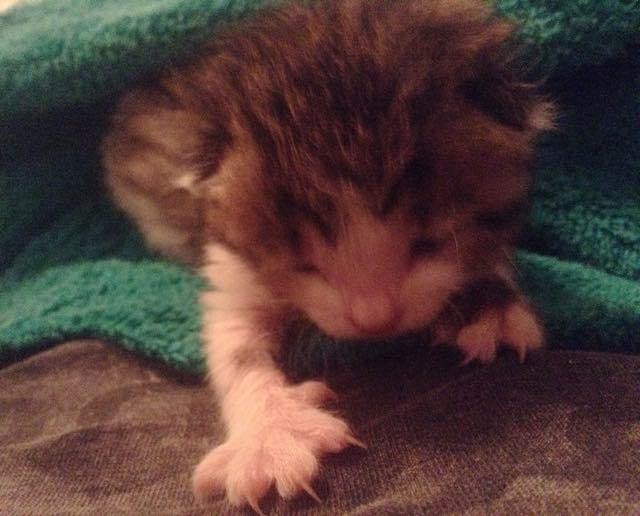 Newborn Kitten Found in the Cold and Rain Turned Around by Love