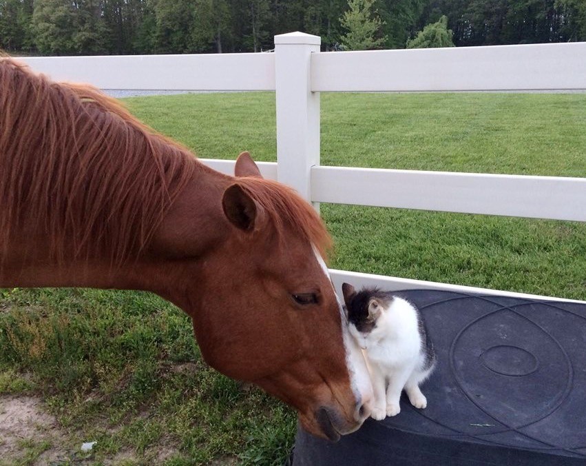 horse and cat 1