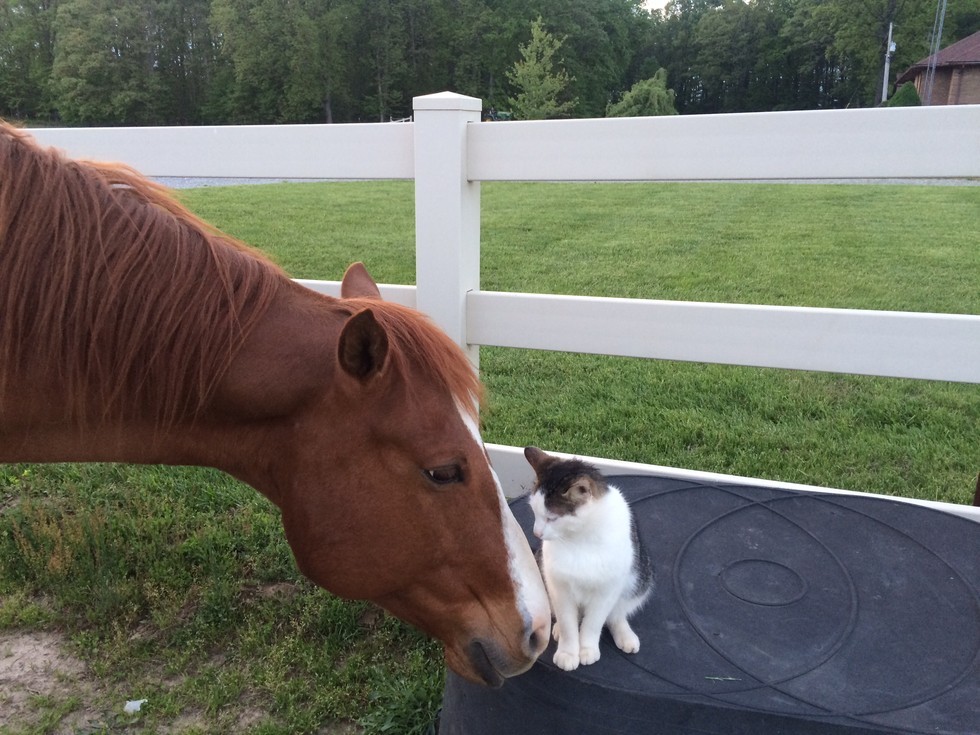 Cat Has Adored His Horse Buddy Since He was a Kitten