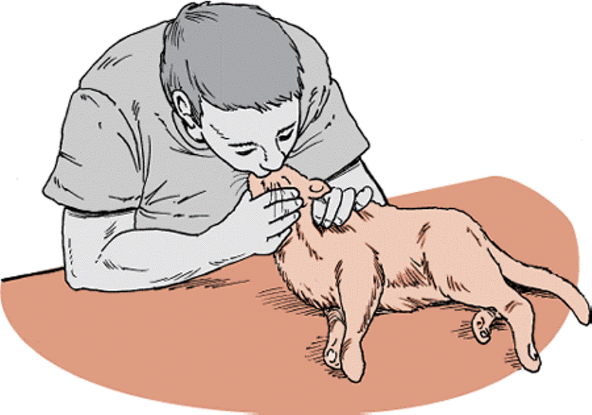 HOW TO PERFORM CPR AND AR ON A CAT