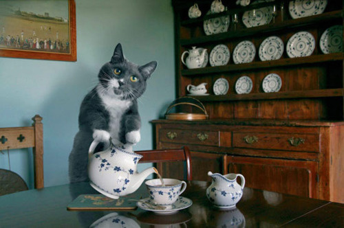 These 30 Cats Are Convinced They’re Actually Humans. #24 Almost Had Me Fooled!