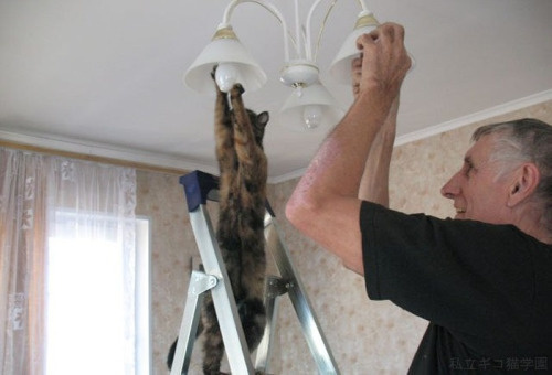 These 30 Cats Are Convinced They’re Actually Humans. #24 Almost Had Me Fooled!
