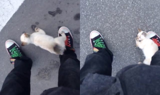He Recorded When This Stray Kitten Claimed Him As Her Human!
