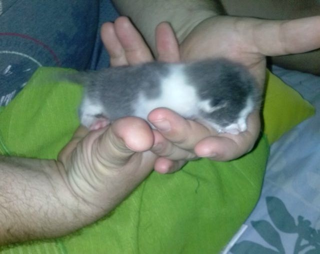 Big Guy Saves Tiny Kitten and Becomes Her Surrogate Dad