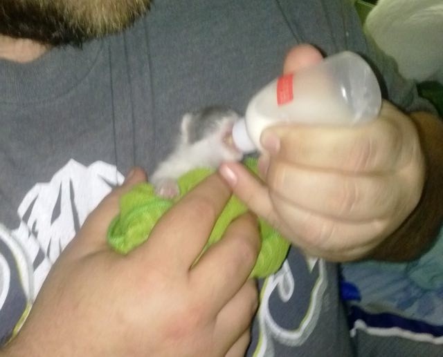 Big Guy Saves Tiny Kitten and Becomes Her Surrogate Dad