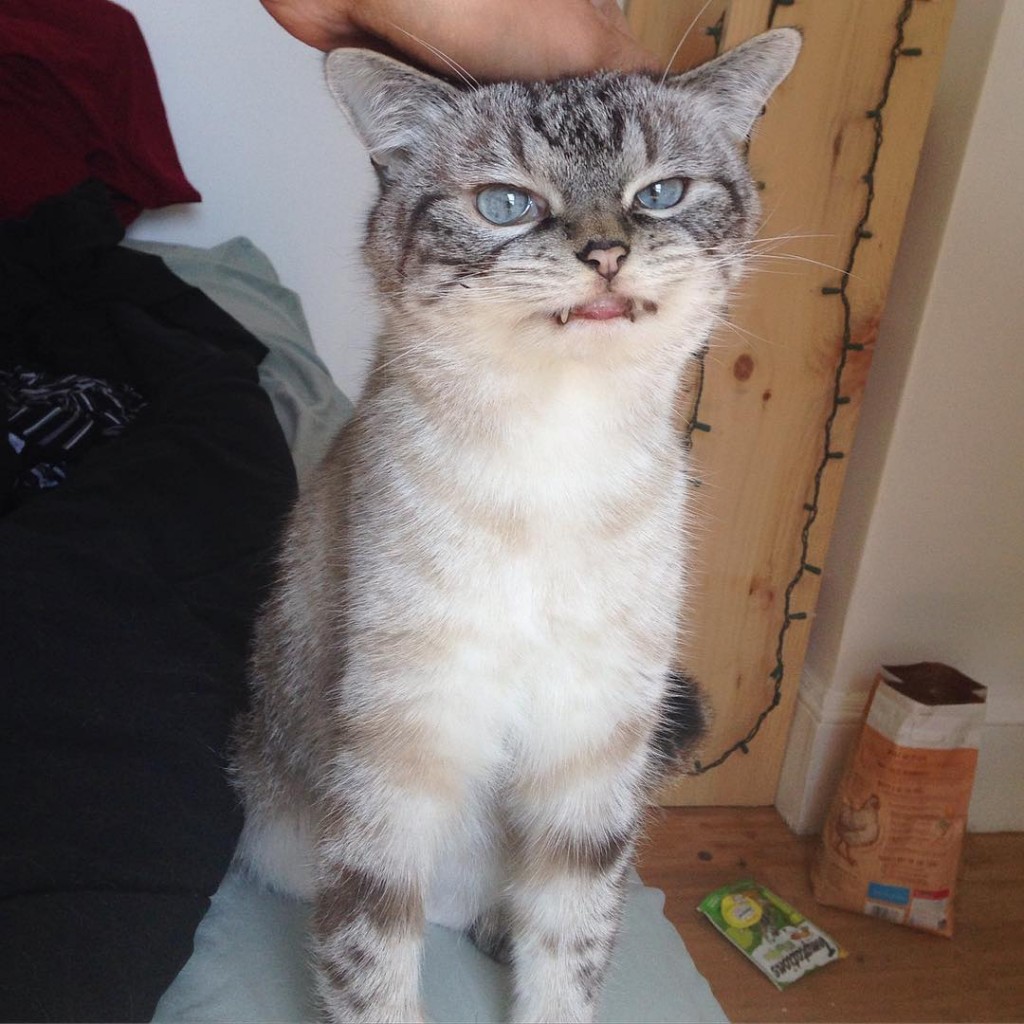 We Just Discovered Loki, The World’s Most Fearsome Vampire Cat. And We’re Totally Scared!