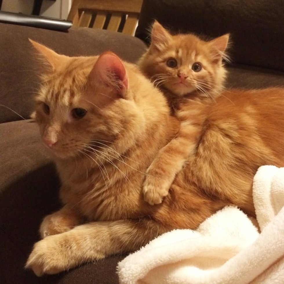 Ginger Cat Finds His Mini Me and Raises Him Like His Own