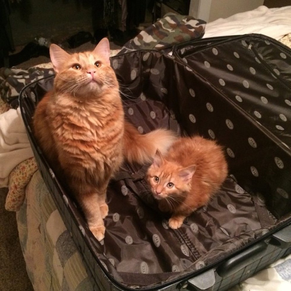 Ginger Cat Finds His Mini Me and Raises Him Like His Own