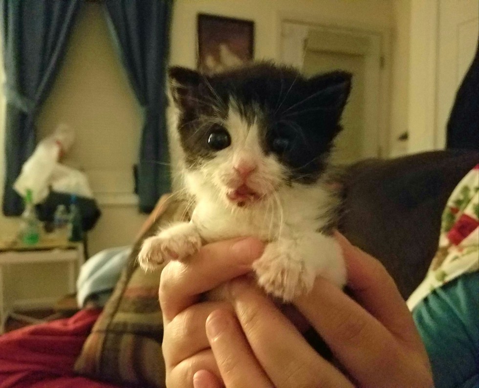 Woman Stops in Traffic to Save Kitten from the Brink of Death