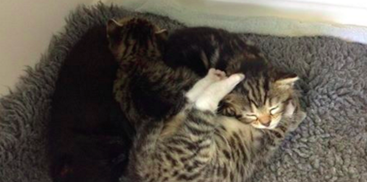 They Took Her Kittens Away, So This Brave Cat Tried To Break Into The Shelter To Get Them Back.