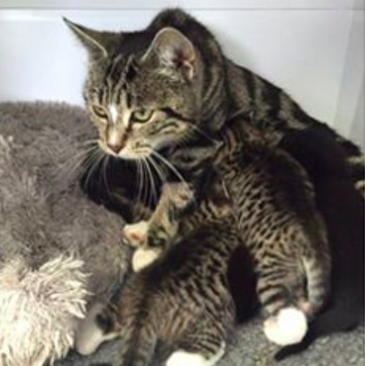 They Took Her Kittens Away, So This Brave Cat Tried To Break Into The Shelter To Get Them Back.