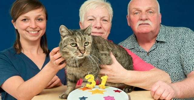 Meet Nutmeg – The World’s Oldest Cat at 31!