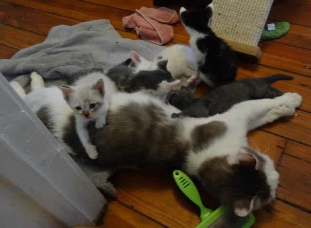 Rescue Mama Cat and Her Babies Help a Tiny Motherless Kitten