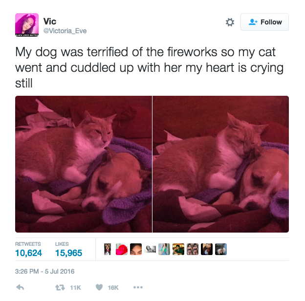 This Dog Was Scared By The Fireworks Outside. But Watch What The Cat Does!