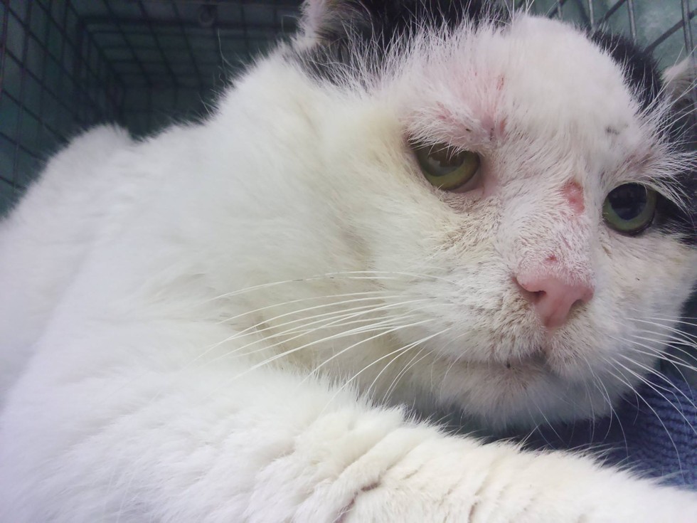 Semi-feral Cat Finds a Home with Other Kitties Like Him After Years Fending for Himself