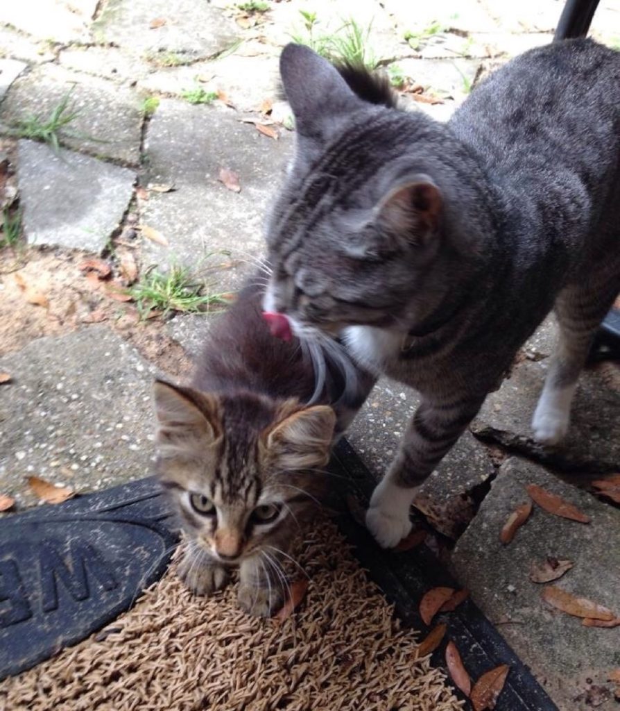 Their Cat Brought Home a Little Friend and Decided He was There to Stay