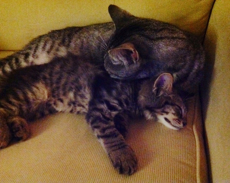 Their Cat Brought Home a Little Friend and Decided He was There to Stay