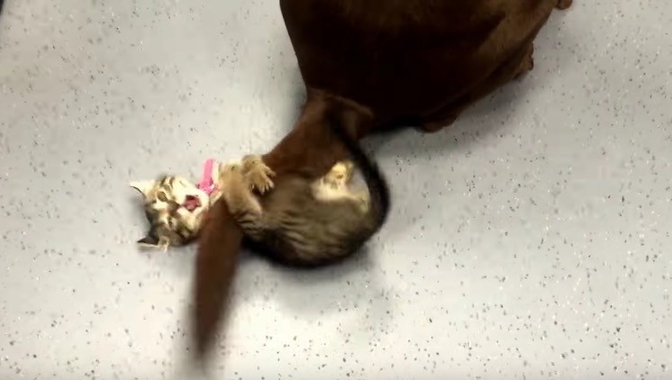 Kitten Tries with Her Might to Calm a Wagging Tail