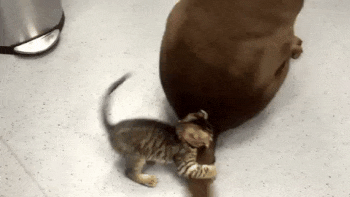 Kitten Tries with Her Might to Calm a Wagging Tail