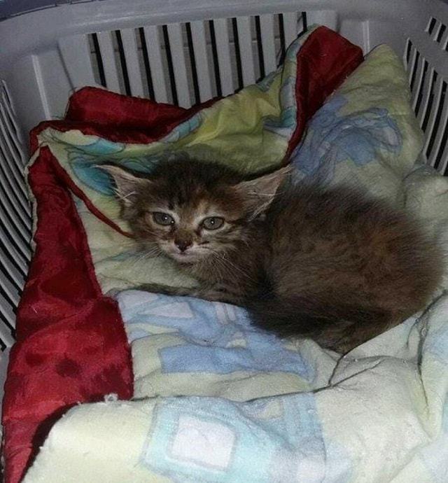 She Found An Abandoned Kitten Inside A Trash Bag, And What She Did Next Brought Me To Tears.
