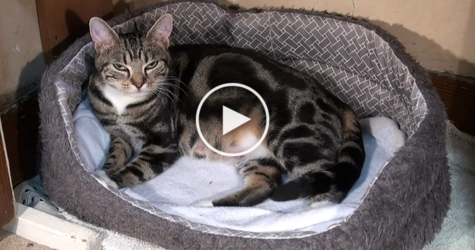 Cute Cat Giving Birth To 6 Sweet Tiny Kitties