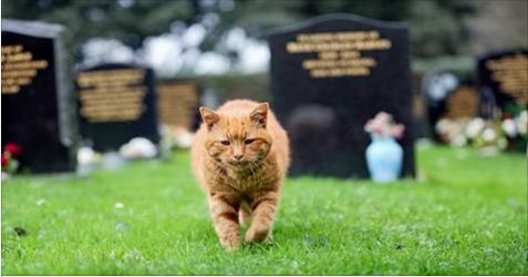 Barney, The Cemetery Cat Who Provided Comfort to Mourners for 20 Years, Has Died but Now …
