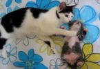 Cat Mom Noticed her Sweet Baby Kitten Has a Really Bad Dreams, So She Solved The Problem