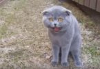 Cute Cat Arguing With Her Human. Incredible Video