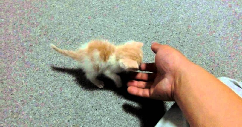 His Son Brought Home This LONELY Kitten.. Heartbreaking Story...