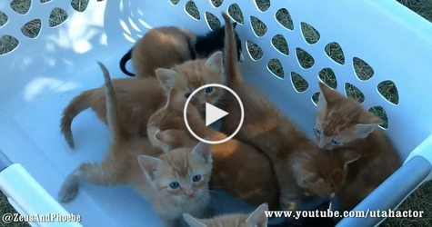 Basket Full With Meowing Kitties.. This Will ABSOLUTELY Melt Your Heart...