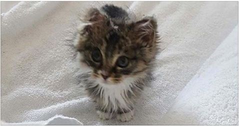 Rescued From the Embers of a Fire – No One Ever Expected This!