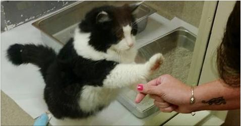 Senior Cat Keeps Pawing at Window in Shelter Until Someone Takes Her Home