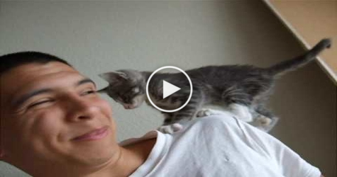 You Must See This Adorable and Annoying Kitty