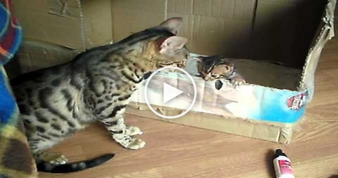 Cute Bengal Cat Mom Talking To Her Sweet Tiny Kitty.