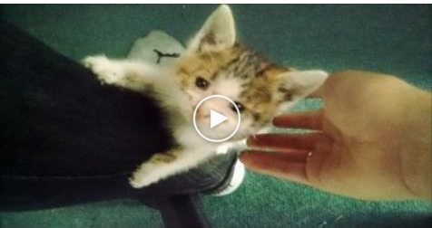 Kitten Asks Kind Biker Who Rescued Her to be Her Forever Human! – VIDEO!
