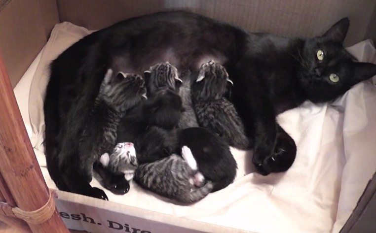 Sweetest Conversation Between Mama Cat and Her Babies
