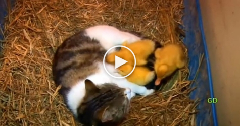 Kind Cat Adopts Little Cute Ducklings... Breathtaking Story...