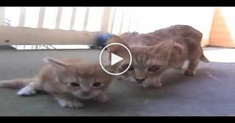Cat Mom Comes to Rescue Her Tiny Baby. So Cute..