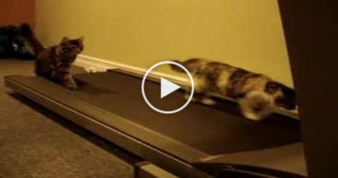 Funny Cats Experience Treadmill For the First Time