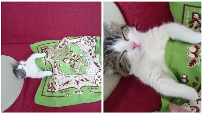 Sweet Cat Sleeps Like a Human, Doesn’t Even Move When His Human Tucks Him In