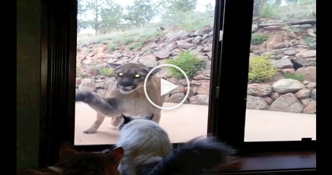 Fearless Cat Confronts Big Scary Mountain Lion. What Happens Next is Truly Amazing..