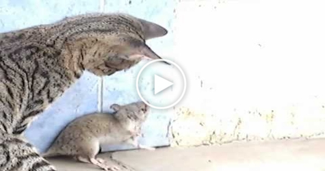 Brave Cat SCARED of Big Angry Rat. Who will win ?
