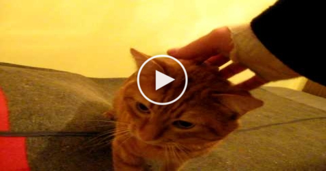 Sweet Cat Welcoming Home His Human... Absolutely Amazing