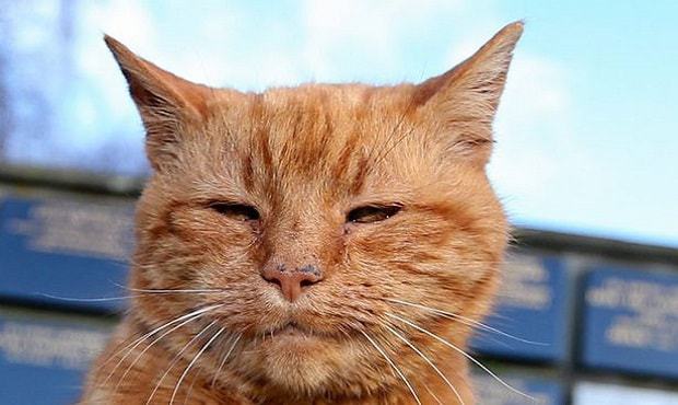 Barney, The Cemetery Cat Who Provided Comfort to Mourners for 20 Years, Has Died but Now …