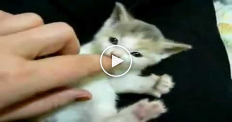 This Small Kitten Tries To BITE Its Human Finger... So CUTE.