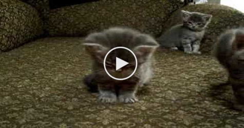 Tiny Cute Kitty Is Very Tired. CUTEST Video Ever ! LOL.