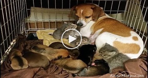 Careful Dog Fostering Orphaned Adorable Kittens. This is PRICELESS...