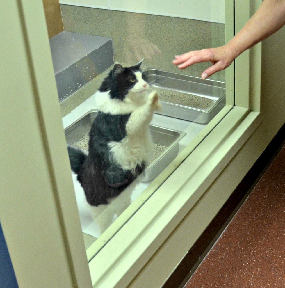 Senior Cat Keeps Pawing at Window in Shelter Until Someone Takes Her Home